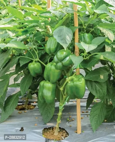 Baishnab Capsicum seed  50ps aAWM 65330PIECE-thumb2