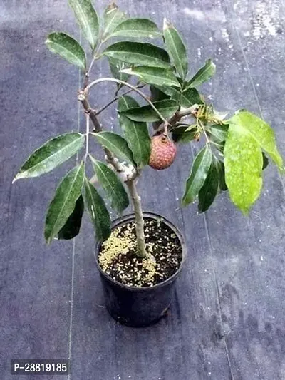 Baishnab  Hybrid Seedless Air Layering Litchi Plant-thumb0