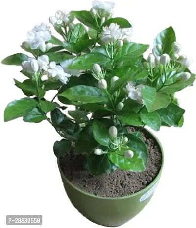 Baishnab  jasminejasminum mogra live plant with po-thumb0