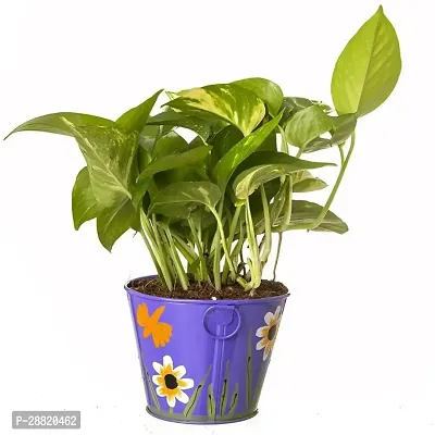 Baishnab  b011 Money Plant-thumb0