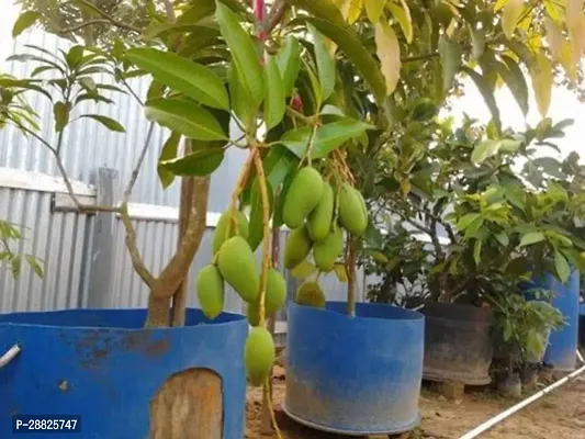 Baishnab  mbb01 Mango Plant