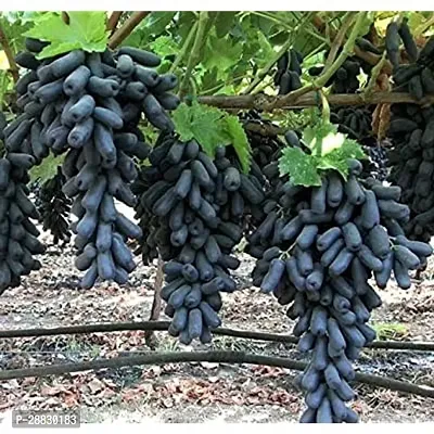 Baishnab  Black grape plant ZZ Plant-thumb0