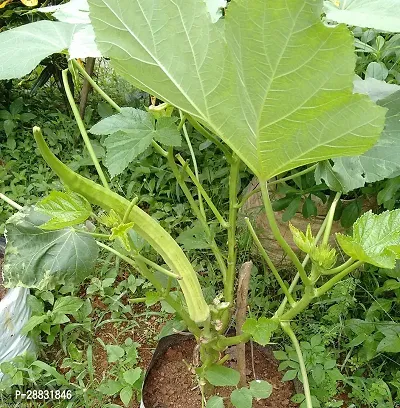 Baishnab Bhindi Seed  100 p s  Giant Okra Lady S Finger Elephant tusk Okra Seeds100PIECE-thumb0