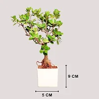 Baishnab Ficus Plant FA9968607pl-thumb2