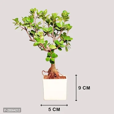 Baishnab Ficus Plant FA9968607pl-thumb3