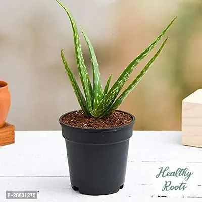 Baishnab  HRCC063 Aloe Vera Plant-thumb0