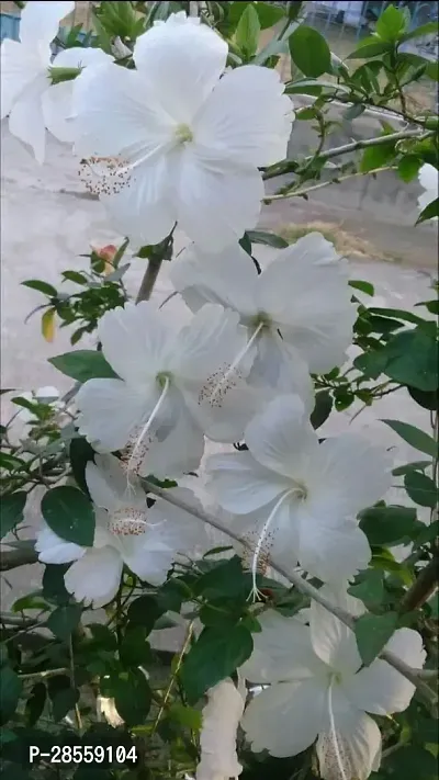 Baishnab Hibiscus Plant white hibiscus016-thumb0