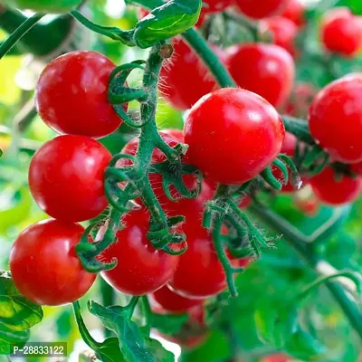 Baishnab Tomato seed 50ps mc xjlP chtomato a163950PIECE-thumb0