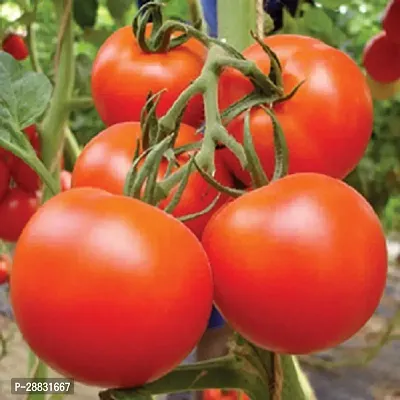 Baishnab Tomato seed  50 ps MDTMTXS556S424050PIECE-thumb0