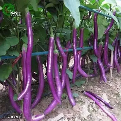 Baishnab Brinjal seed 100ps mc fjkBrinjal Big Green Eggplant Seeds Finest 100 Seeds BS45100PIECE-thumb0