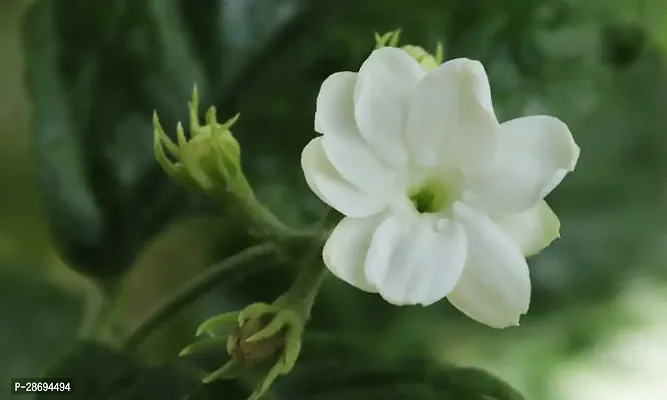 Baishnab Jasmine Plant jasmine41-thumb0