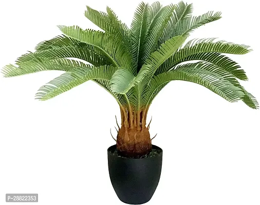 Baishnab  Cycas Revoluta PlantCFA84 Cycus Revolu