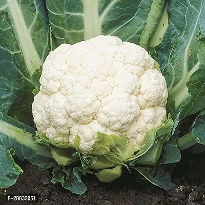 Baishnab Gobi Seed 20 ps Cauliflower Vegetable   20 Seeds20PIECE-thumb0