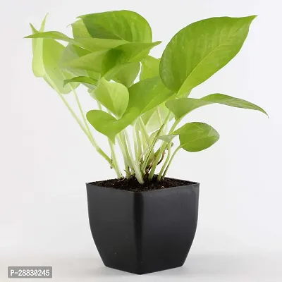 Baishnab  HybridMoney41 Money Plant-thumb0