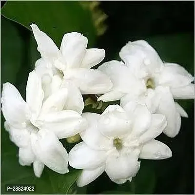 Baishnab  J1J21 Jasmine Plant-thumb0