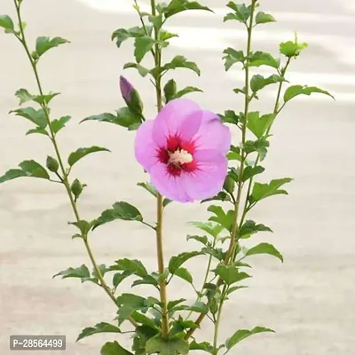 Baishnab Hibiscus Plant Hibiscus001