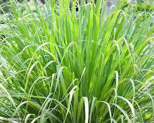 Baishnab Lemon Grass Plant JKK-thumb0