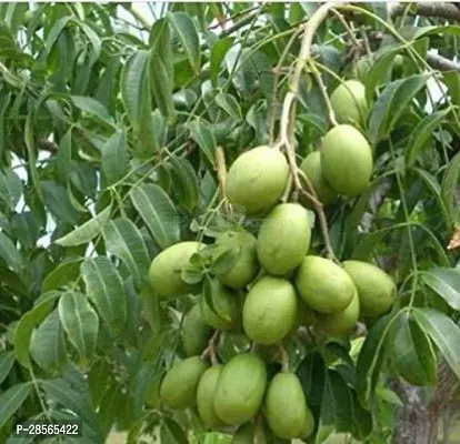 Baishnab Amra Plant Grafted All Season Hog Plum Thai Sweet Amra Spondias Mombin Fruit Tree 30 Cm Live Plant (1 Healthy Plant)-thumb0