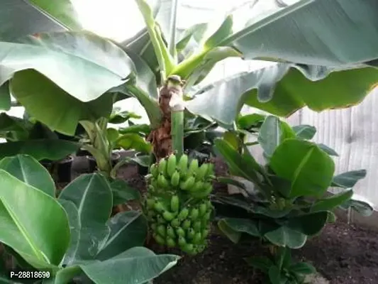 Baishnab  banNANA Banana Plant-thumb0