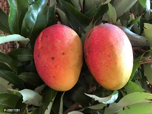 Baishnab  Mango plant 91 Mango Plant-thumb0