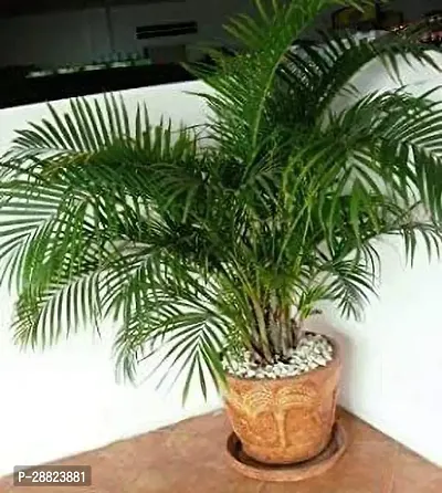 Baishnab  ind40 Areca Palm-thumb0