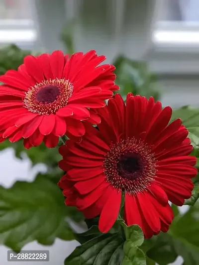 Baishnab  Gerbera PlantCFA123 Gerbera Plant