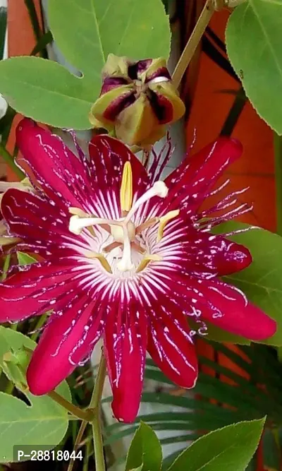 Baishnab  passion flowers or passion vinespassion-thumb0