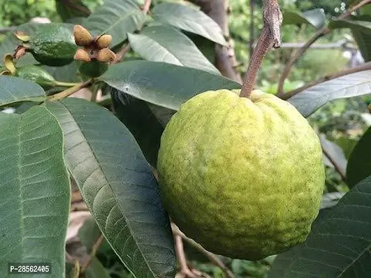 Baishnab Guava Plant aaravGauva!45-thumb2