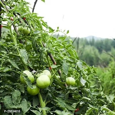 Baishnab tomato seed 1000 ps bbhji Organic Green Tomato Seeds Solanum Lycopersicum1000PIECE