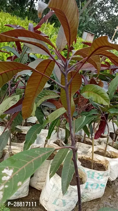 Baishnab  BD MANGO Mango Plant