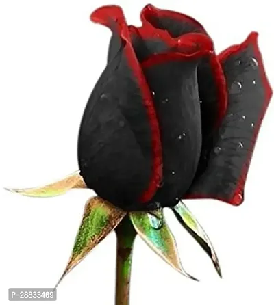 Baishnab rose plant juiTrue Blood Black Rose50PIECE