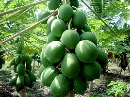 Baishnab Papaya seed  100 psPapaya Hybrid Vegetable   Dwarf Variety Plant Seeds   100 Seeds100PIECE-thumb1