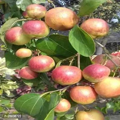 Baishnab  MISS INDIA APPLE BAR Ber Apple Plant