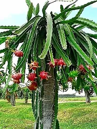 Baishnab Dragon Tree ATP_ 01Sweet Dragon fruit plant-thumb2