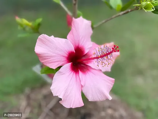 Baishnab  Hibiscus Red Live Flower Plant CF3301261-thumb0