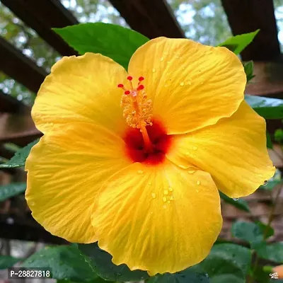 Baishnab  Hibiscus Yellow CF2053 Hibiscus Plant-thumb0