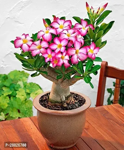 Baishnab  Air Layered Adenium Desert Roses RedWhi-thumb0