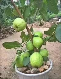 Baishnab Guava Plant guavayy-thumb2