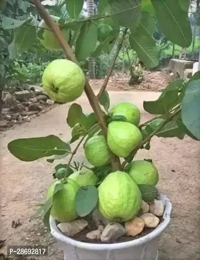 Baishnab Guava Plant guavayy-thumb3