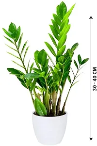 Baishnab ZZ Plant Live Air Purifying Indoor ZZ (Zamioculcas Zamiifolia) Plant for Home DecorationBalcony 2 Healthy Live Plant CF13-thumb1