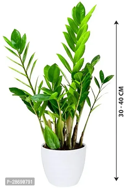 Baishnab ZZ Plant Live Air Purifying Indoor ZZ (Zamioculcas Zamiifolia) Plant for Home DecorationBalcony 2 Healthy Live Plant CF13-thumb2