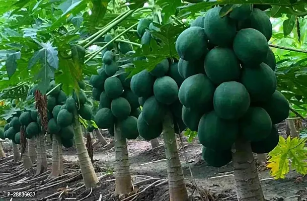 Baishnab Papaya Seeds 45prAS 52745PIECE-thumb0