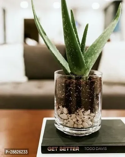 Baishnab  1S111 Aloe Vera Plant