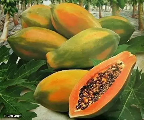 Baishnab Papaya  seed 800ps mcRED LADY F1 HYBRID PAPAYA TAIWAN 786 VARIETY SEEDS   800 SEEDS   800  SEEDS PER PACKET 800PIECE-thumb0