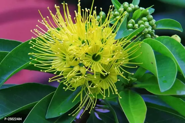 Baishnab  Yellow Xanthostemon chrysanthus PlantCF