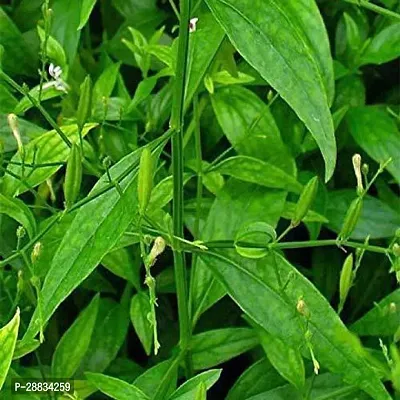 Baishnab Kalmegh  mcAndrographis Paniculata Bhuinimba Green Chirayta Sapling Plant it is a plant not a seed1PIECE