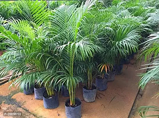 Baishnab  Areca palm tree Areca Palm-thumb0