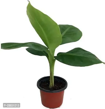 Baishnab  Banana Plant Pack of 1 Banana Plant-thumb0