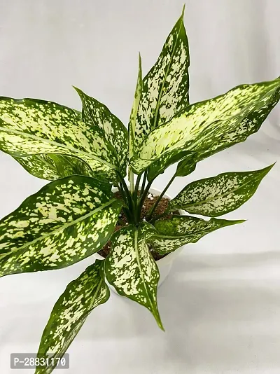 Baishnab  Aglaonema Plant 050 Aglaonema Plant