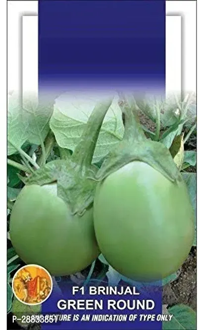 Baishnab Brinjal seed 1000 per packet ukBrinjal Eggplant F1 Green Round Vegetable Seeds1000PIECE-thumb0